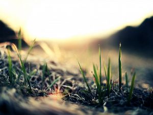 Preview wallpaper close-up, grass, green, light