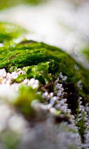 Preview wallpaper close-up, grass, snow, green, white