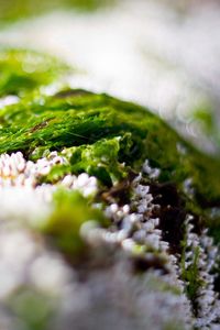 Preview wallpaper close-up, grass, snow, green, white