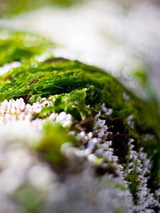 Preview wallpaper close-up, grass, snow, green, white