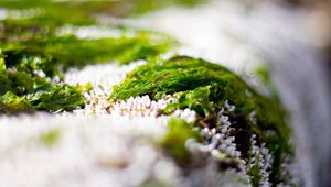 Preview wallpaper close-up, grass, snow, green, white