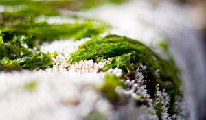 Preview wallpaper close-up, grass, snow, green, white