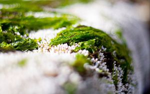 Preview wallpaper close-up, grass, snow, green, white