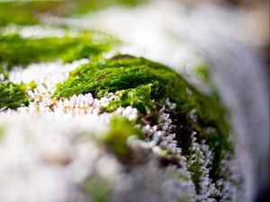 Preview wallpaper close-up, grass, snow, green, white