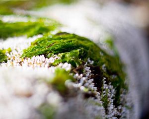 Preview wallpaper close-up, grass, snow, green, white