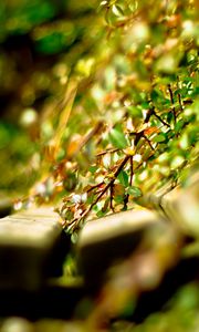 Preview wallpaper close-up, grass, timber, green