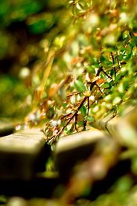 Preview wallpaper close-up, grass, timber, green