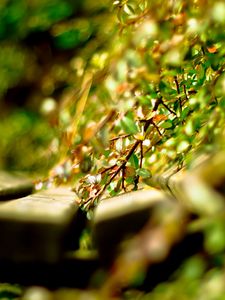 Preview wallpaper close-up, grass, timber, green