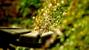 Preview wallpaper close-up, grass, timber, green