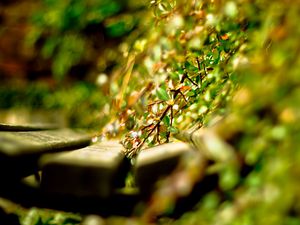 Preview wallpaper close-up, grass, timber, green