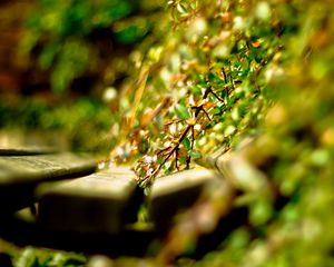 Preview wallpaper close-up, grass, timber, green