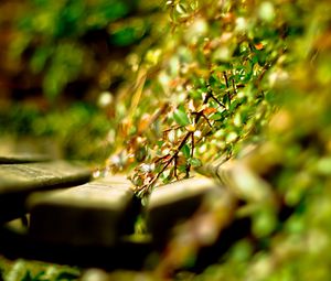 Preview wallpaper close-up, grass, timber, green