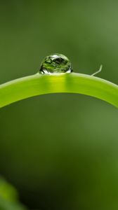 Preview wallpaper close-up, green, leaf, shoot, droplet