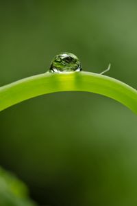 Preview wallpaper close-up, green, leaf, shoot, droplet