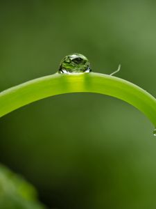 Preview wallpaper close-up, green, leaf, shoot, droplet