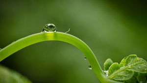 Preview wallpaper close-up, green, leaf, shoot, droplet