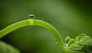 Preview wallpaper close-up, green, leaf, shoot, droplet