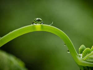 Preview wallpaper close-up, green, leaf, shoot, droplet