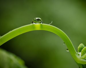 Preview wallpaper close-up, green, leaf, shoot, droplet