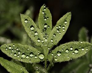 Preview wallpaper close-up, leaf, drop, green