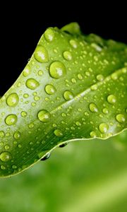 Preview wallpaper close-up, leaf, green, drops