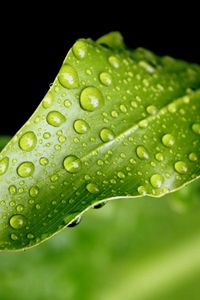 Preview wallpaper close-up, leaf, green, drops