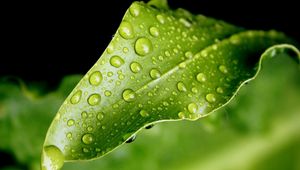 Preview wallpaper close-up, leaf, green, drops