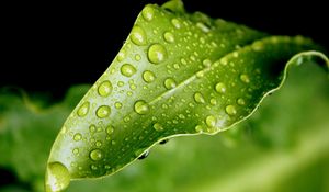 Preview wallpaper close-up, leaf, green, drops