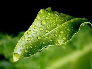 Preview wallpaper close-up, leaf, green, drops