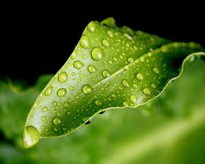 Preview wallpaper close-up, leaf, green, drops