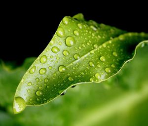 Preview wallpaper close-up, leaf, green, drops