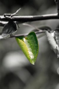 Preview wallpaper close-up, leaf, red, green