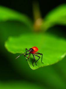 Preview wallpaper close-up, leaves, insects, green, red