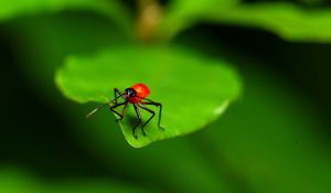 Preview wallpaper close-up, leaves, insects, green, red