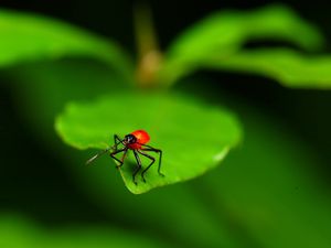 Preview wallpaper close-up, leaves, insects, green, red