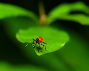 Preview wallpaper close-up, leaves, insects, green, red