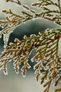 Preview wallpaper close-up, leaves, snow, green, snowflakes