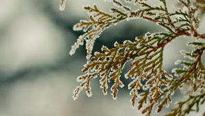 Preview wallpaper close-up, leaves, snow, green, snowflakes