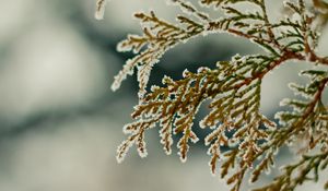 Preview wallpaper close-up, leaves, snow, green, snowflakes