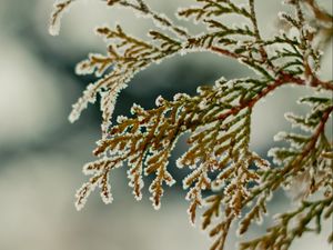 Preview wallpaper close-up, leaves, snow, green, snowflakes