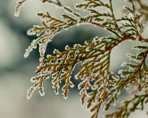 Preview wallpaper close-up, leaves, snow, green, snowflakes