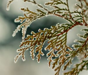 Preview wallpaper close-up, leaves, snow, green, snowflakes