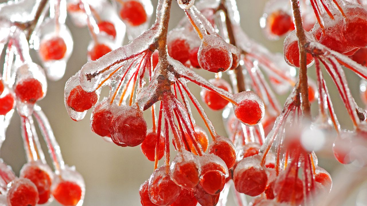 Wallpaper close-up, mountain ash, ice, red