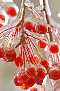 Preview wallpaper close-up, mountain ash, ice, red