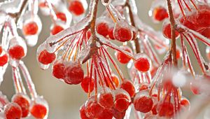 Preview wallpaper close-up, mountain ash, ice, red