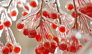 Preview wallpaper close-up, mountain ash, ice, red