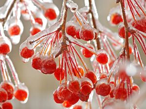 Preview wallpaper close-up, mountain ash, ice, red