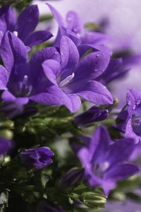 Preview wallpaper close-up, purple, flower, green
