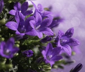 Preview wallpaper close-up, purple, flower, green