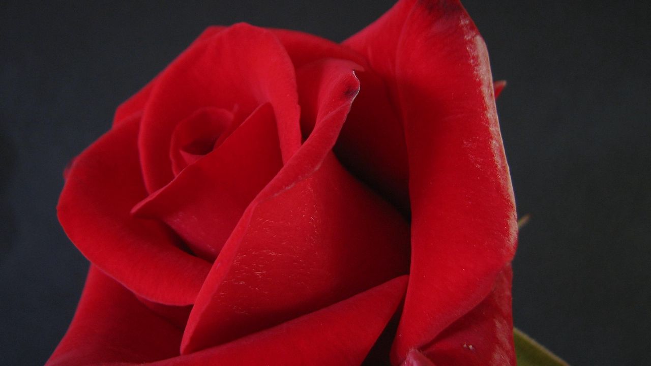 Wallpaper close-up, red, flower, bud